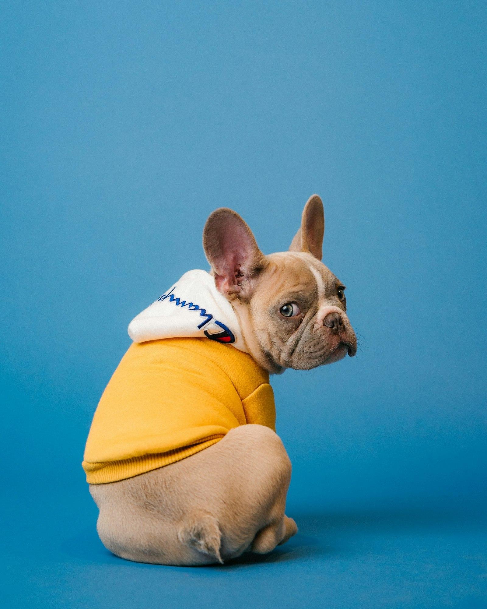 A dog looking calmly toward the camera